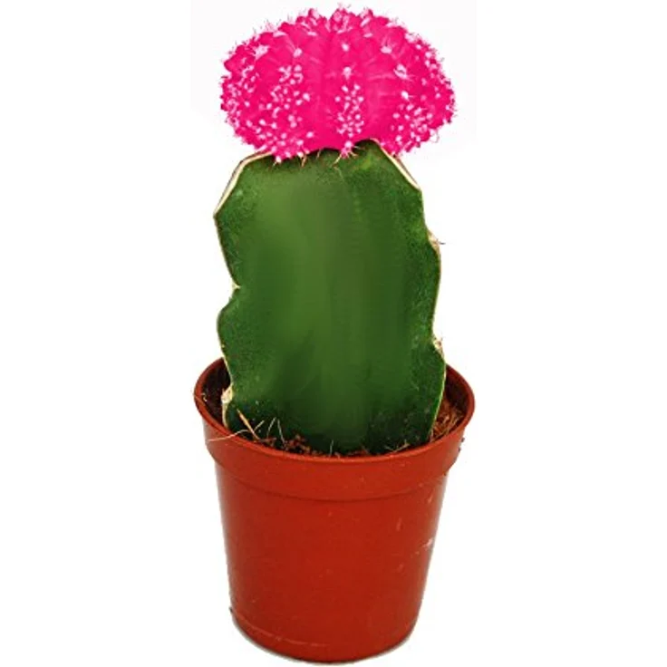 Exotenherz Gymnocalycium Mihanovichii Erdbeerkaktus Rosa, 5,5 cm Topf, circa 8-10 cm hoch, für helle Fensterplätze – Bild 1