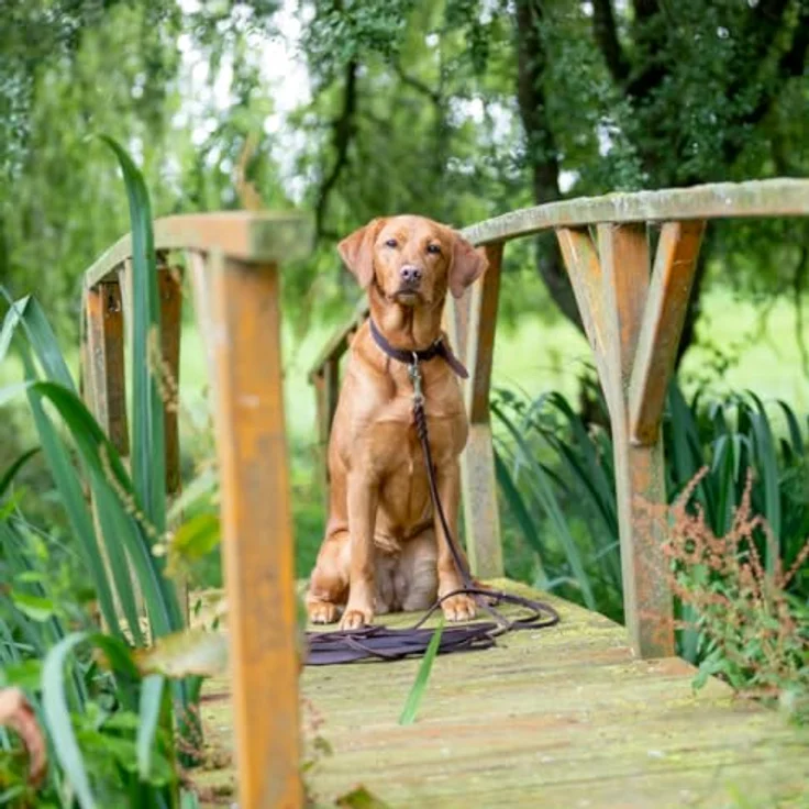 Trixie Rustic Fettleder Schleppleine (S, L, Hund), Halsband + Leine – Bild 3