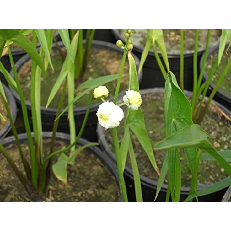 PlantaPro Sagittaria sagittifolia ssp. sagittifolia, Winterharte Wasserpflanze im 9x9 cm Topf – Pflegeleichtes Pfeilkraut für Teichrand & Flachwasser – Bild 2