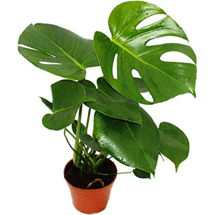 Exotenherz Monstera Deliciosa, Fensterblatt Zimmerpflanze im 12cm Topf, ca. 30-35cm hoch, pflegeleicht und tropisches Flair – Bild 1
