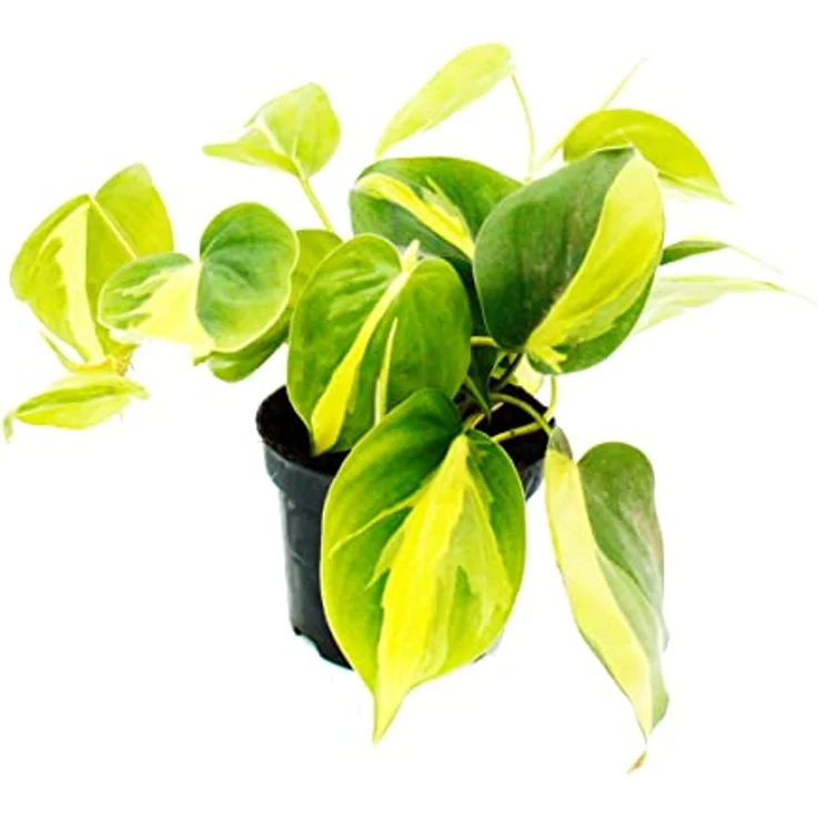 Exotenherz Philodendron Scandens Brasil Zweifarbiger Kletternder Baumfreund, 12cm Topf – Bild 2