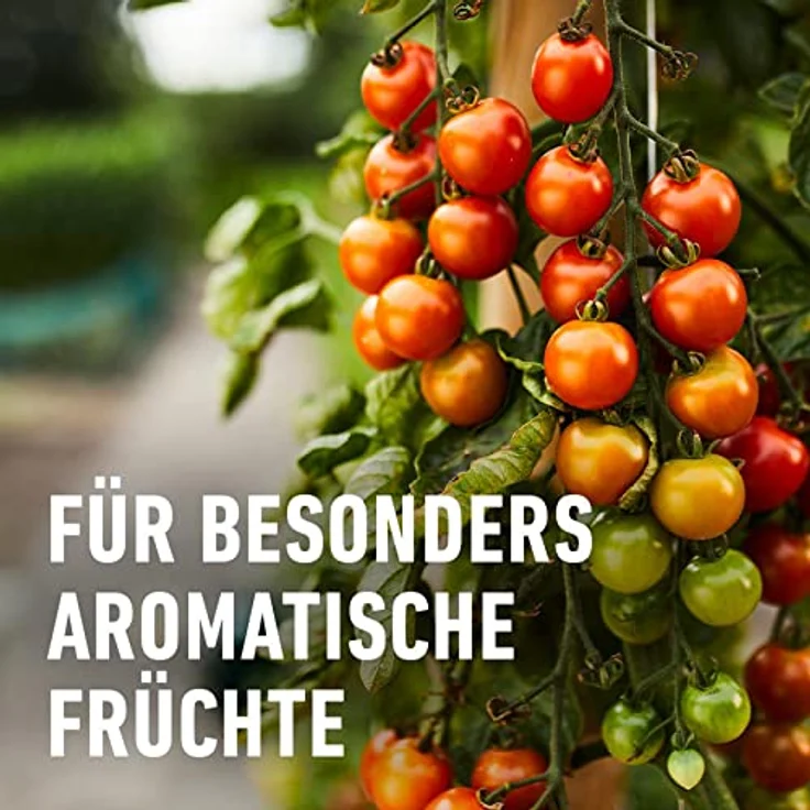 Compo Tomaten Langzeit-Dünger neu, 2 kg – Bild 6