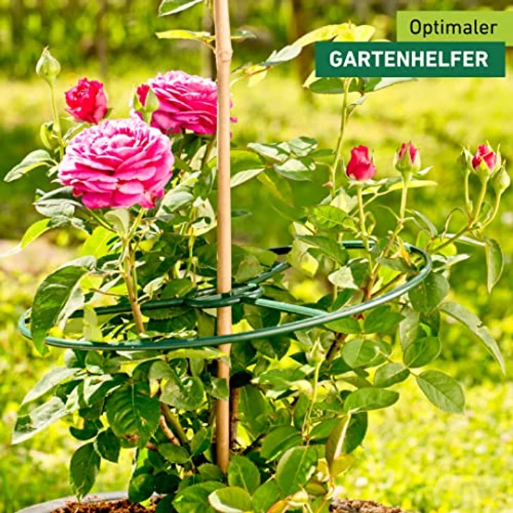 Windhager Pflanzenring Pflanzenstütze Staudenhalter Blumenstrütze Strauchstütze, grün, Ø 40 cm, 3 Stück, 06251 – Bild 2