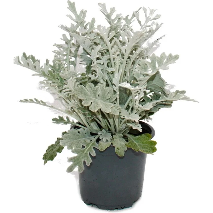 Exotenherz Senecio maritima Silberblatt, Dekorative Pflanze mit silbrigem Laub, Set mit 3 Pflanzen in 11cm Töpfen