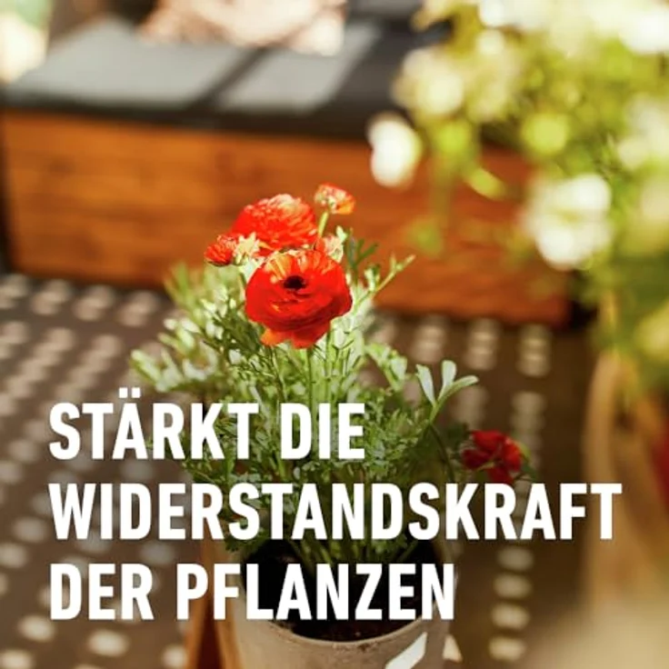 Compo Balkon- und Kübelpflanzendünger, 1,3 Liter – Bild 6