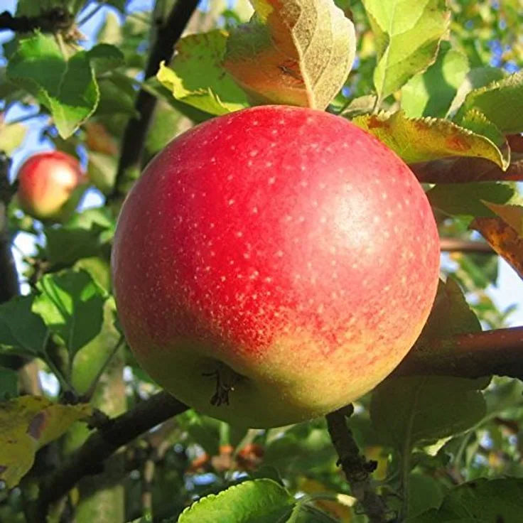 Apfel Jonagold Halbstamm, im 10L-Conatiner