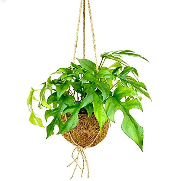 Exotenherz Kokodama Fensterblatt Monstera Minima, handgefertigtes hängendes Xlkokodamagefäß aus natürlichen Kokosfasern, ca. 17 cm – Bild 1