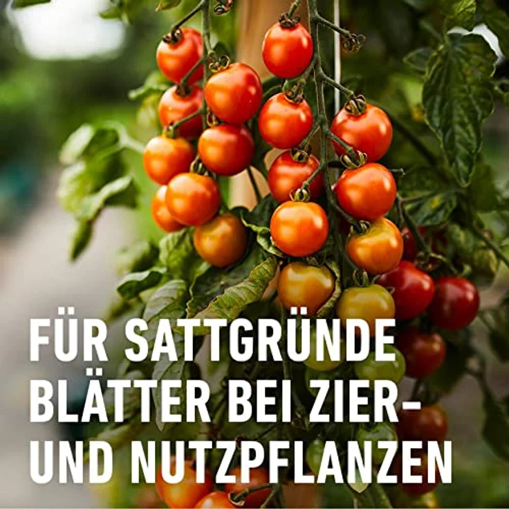 Compo Eisendünger, 250 ml – Bild 6