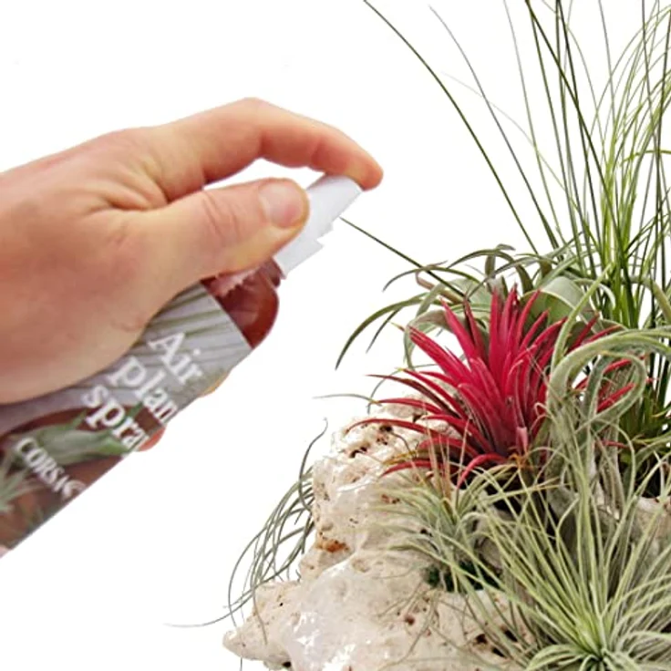 Exotenherz Tillandsien-Dünger, Spezialdünger für Tillandsien und Bromelien, fertig gemischt in Sprayflasche, 80ml – Bild 2