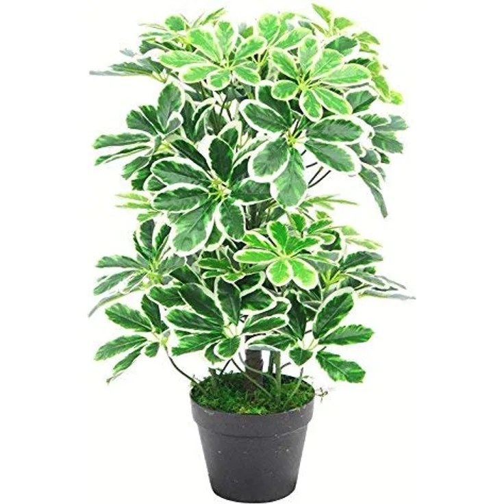 Künstlicher Schefflera Arboricola Regenschirm, 55 cm, Schwarz, 55 cm Langer Lichtstrumpf, 55cm Light Bush