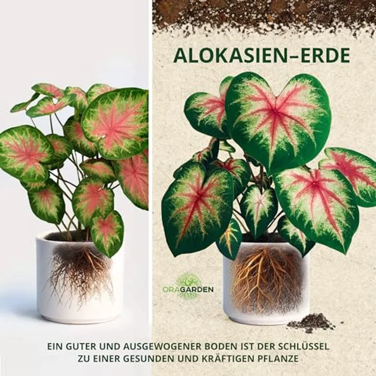 OraGarden Alokasien Alocasia Erde für Zimmerpflanzen - Premium Qualität (9L) – Bild 3