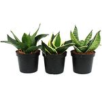 Exotenherz Sansevieria Trifaciata Hahnii, Set mit 3 Pflanzen im 9cm Topf, Pflegeleicht und dekorativ, Bogenhanf Schwiegermutterzunge