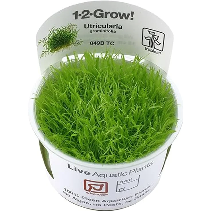 Utricularia graminifolia in Vitro Aquariumpflanze – Bild 3