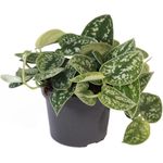 Exotenherz Scindapsus Pictus Arguraeus, Efeutute im 12cm Topf mit silbergrauen und grünen Blättern