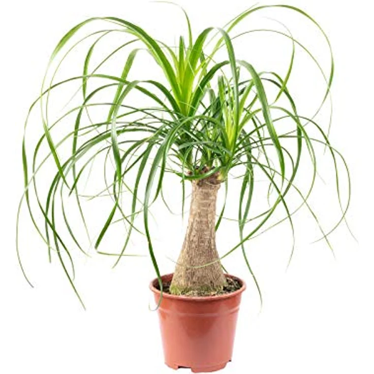 FLOWERBOX - Elefantenfuß - Beaucarnea 4260566296309 – Bild 2