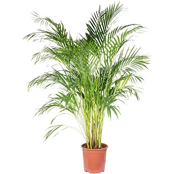Goldfruchtpalme - echte Zimmerpflanze, Areca Dypsis Lutescens - Höhe ca. 120 cm, Topf-Ø 24 cm