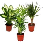 Exotenherz Zimmerpflanzen Mix II, 3er Set mit Dieffenbachia, Chamaedorea und Dracena Marginata, Pflegeleicht, Topfgröße 10-12 cm, Gesamthöhe ca. 40-45 cm