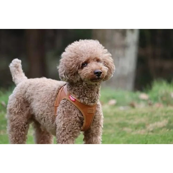 Curli Apple Hundegeschirr aus Leder, Braun/XS - Flexibles Hybrid-Leder, optimierte Passform – Bild 2
