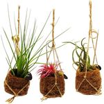 Exotenherz Kokodama Set, 3 verschiedene Tillandsien in hängenden Kokodama-Töpfen für natürliche Raumgestaltung