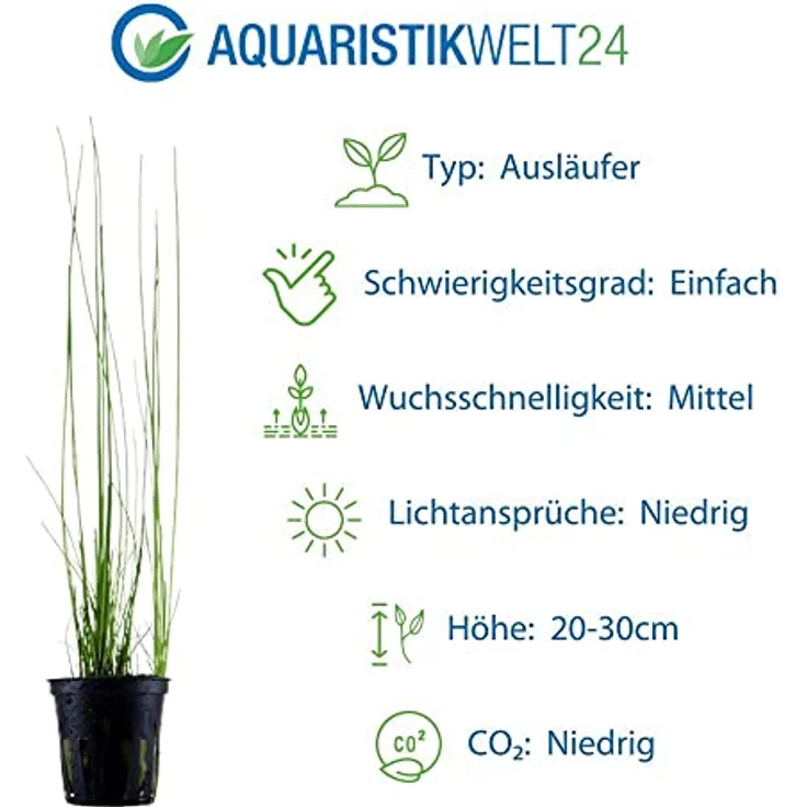 AquaOne 5x Wasserpflanzen Set, Aquarienpflanzen mit Topfpflanzen und InVitro 1-2-Grow! Variante, ideal für Garnelen und empfindliche Fische – Bild 2