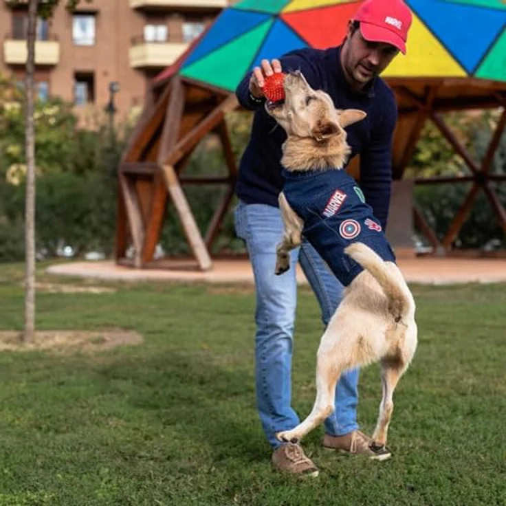 MARVEL Hundemantel Marvel Hundejacke Blau M, atmungsaktiv mit Klettverschluss – Bild 3
