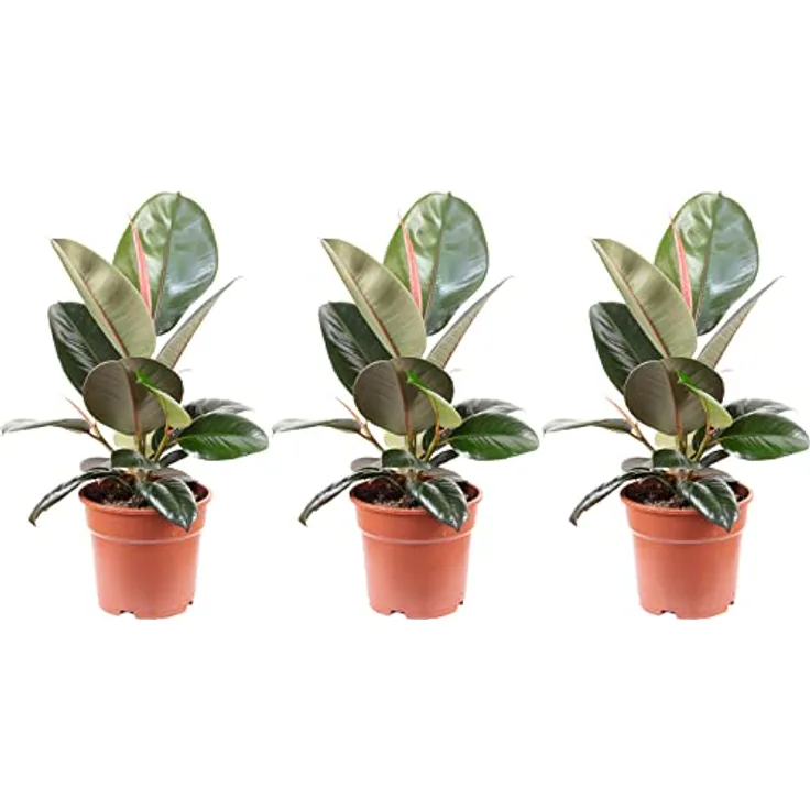 3er-Set Gummibaum - echte Zimmerpflanze, Ficus elastica 'Robusta' - Höhe ca. 50 cm, Topf-Ø 17 cm