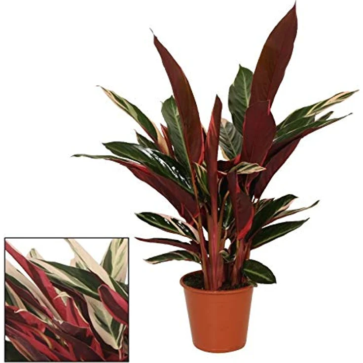 Exotenherz Calathea Triostar, Schattenpflanze mit ausgefallenem Blattmuster, 14 cm Topf, ca. 40-45 cm hoch – Bild 2