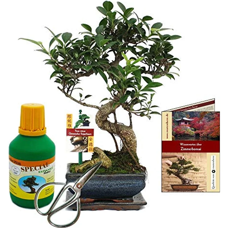 Exotenherz Bonsai Ficus retusa, Chinesischer Feigenbaum ca. 6 Jahre Alt im Geschenkset mit Untersetzer, Bonsai-Dünger, Schere und Pflegebroschüre – Bild 2