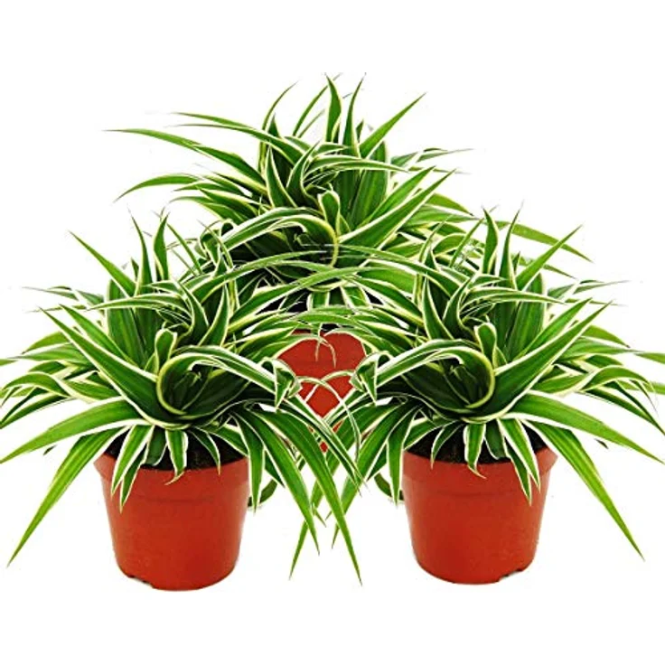 Exotenherz Chlorophytum 3er Set, Grünlilie im 12cm Topf, ca. 15-20cm hoch – Bild 1