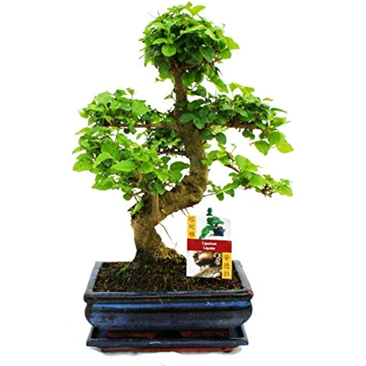 Exotenherz Bonsai Chinesischer Liguster Ligustrum Sinensis, ca. 8 Jahre, mit Giessanzeige, Höhe ca. 25-30cm, Schalengröße ca. 18x11cm – Bild 1
