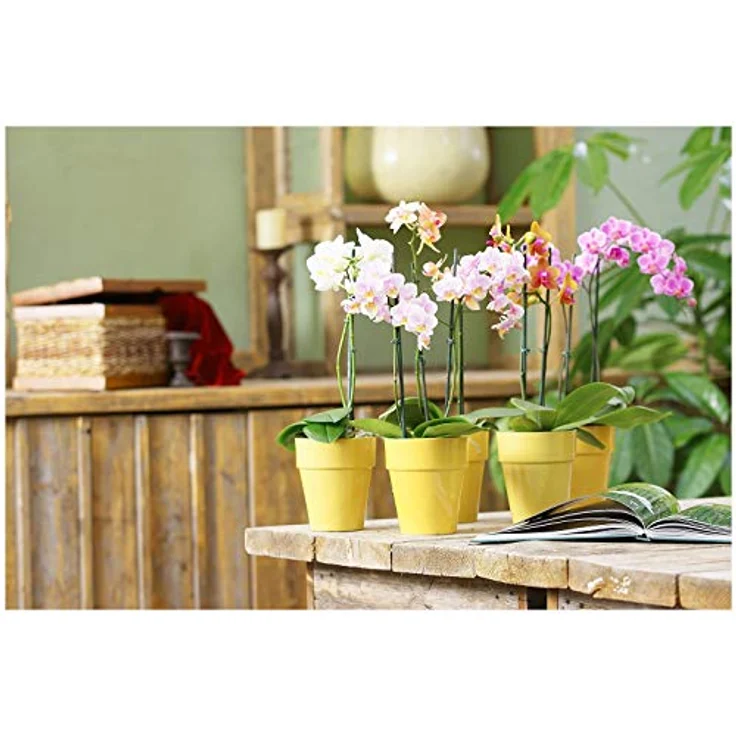 Floragard Orchideenerde 3x5L - für Phalaenopsis und andere Orchideenarten - mit Premium-Dünger und Pinienrinde – Bild 5
