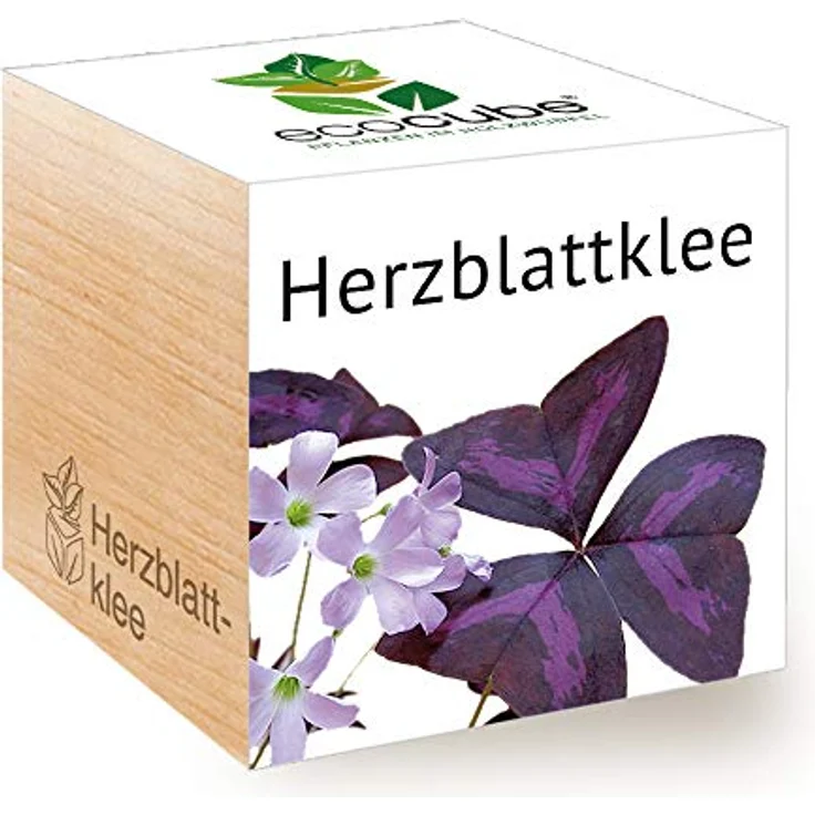 Feel Green Ecocube Herzblattklee, Anzuchtset im Holzwürfel, Made in Austria – Bild 1
