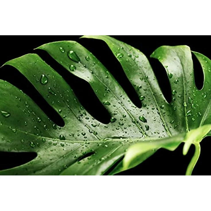 GreenPanda Trauermückenfrei - 40g Pflanzenschutzmittel Trauermücken Larven - effektiv Trauermücken in Wohnung bekämpfen – Bild 4
