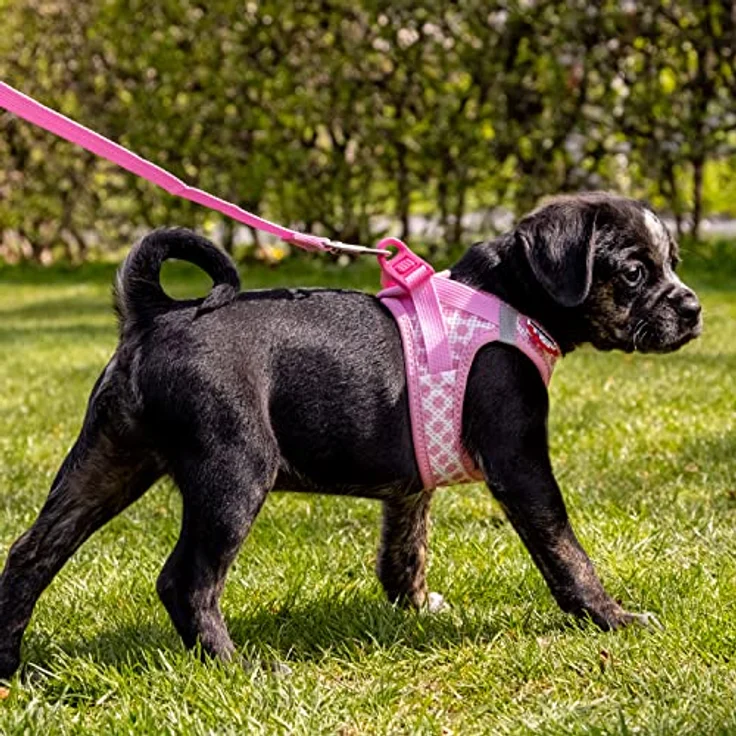 Vest Harness curli Clasp Air-Mesh Pink-Circles 3XS & Leash M – Bild 3