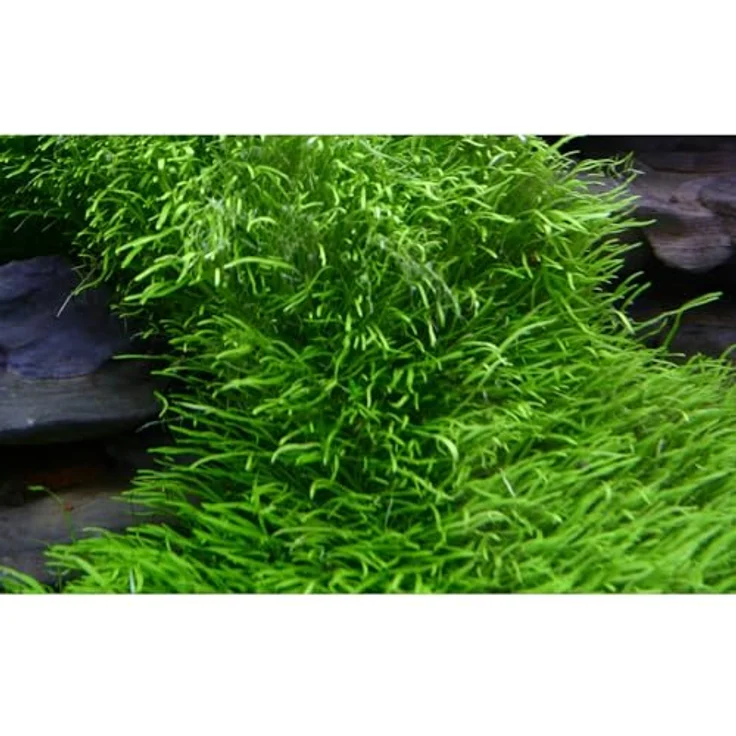 Utricularia graminifolia in Vitro Aquariumpflanze – Bild 5