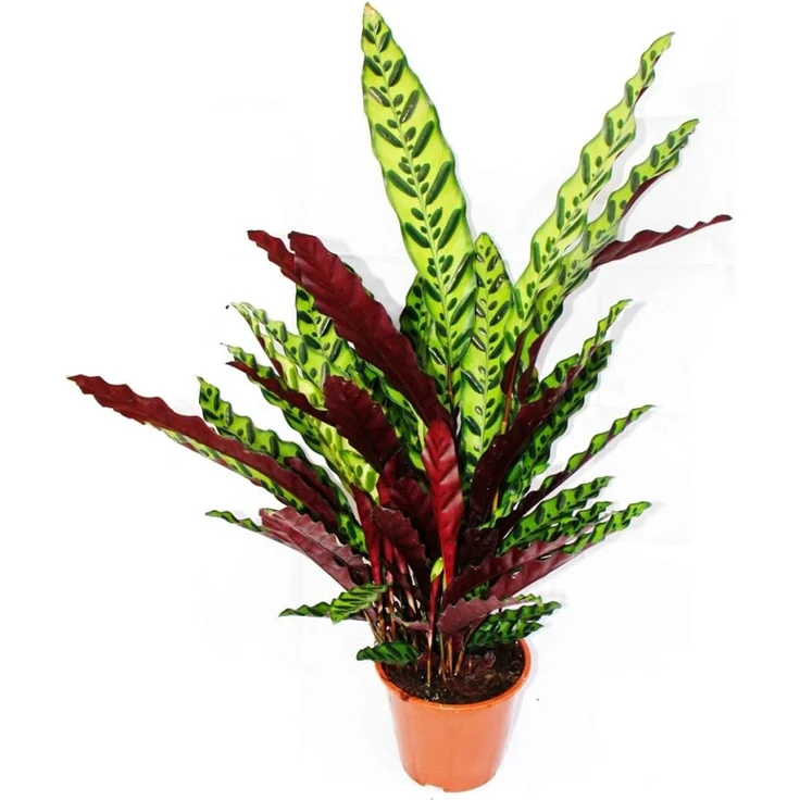 Exotenherz Calathea Lancifolia, XXL-Schattenpflanze mit Ausgefallenem Blattmuster, 17cm Topf, ca. 60-70cm hoch – Bild 1