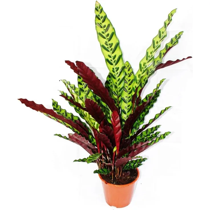Exotenherz Calathea Lancifolia, XXL-Schattenpflanze mit Ausgefallenem Blattmuster, 17cm Topf, ca. 60-70cm hoch