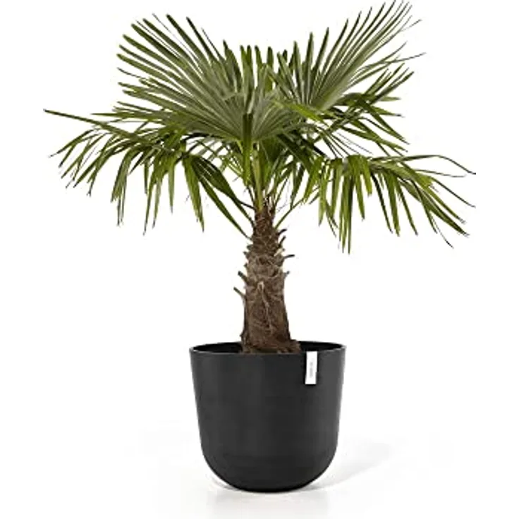 Ecopots Decolines 55 cm Ø Schwarze Kunststoff-Blumentöpfe für den Außenbereich, wetterfest, geeignet als Balkon- und Terrassentöpfe | Pflanzentöpfe