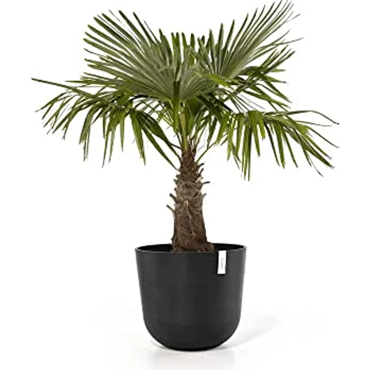 Ecopots Decolines 55 cm Ø Schwarze Kunststoff-Blumentöpfe für den Außenbereich, wetterfest, geeignet als Balkon- und Terrassentöpfe | Pflanzentöpfe