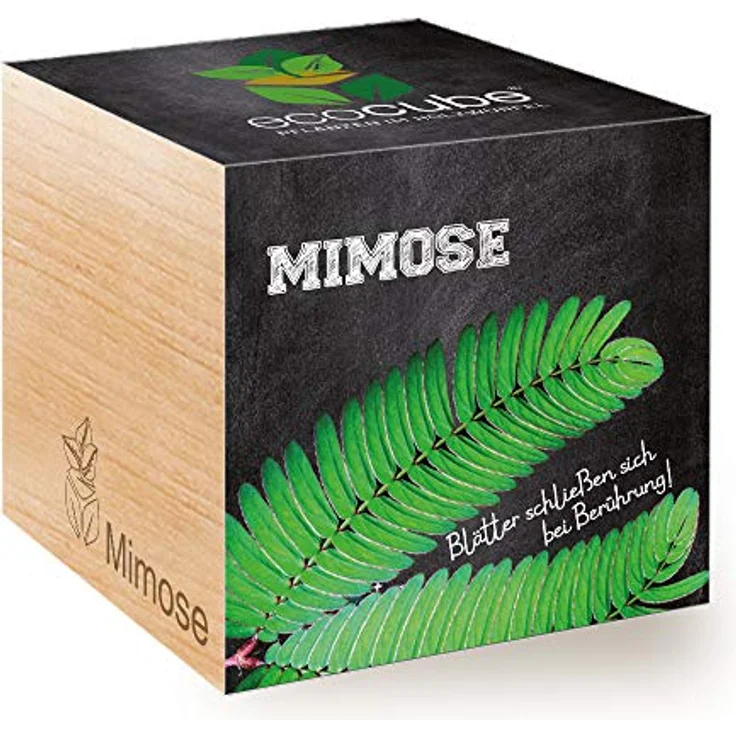 Feel Green Ecocube Mimose, Anzuchtset mit berührungsempfindlichen Blättern, Nachhaltig im Holzwürfel, made in Austria – Bild 1