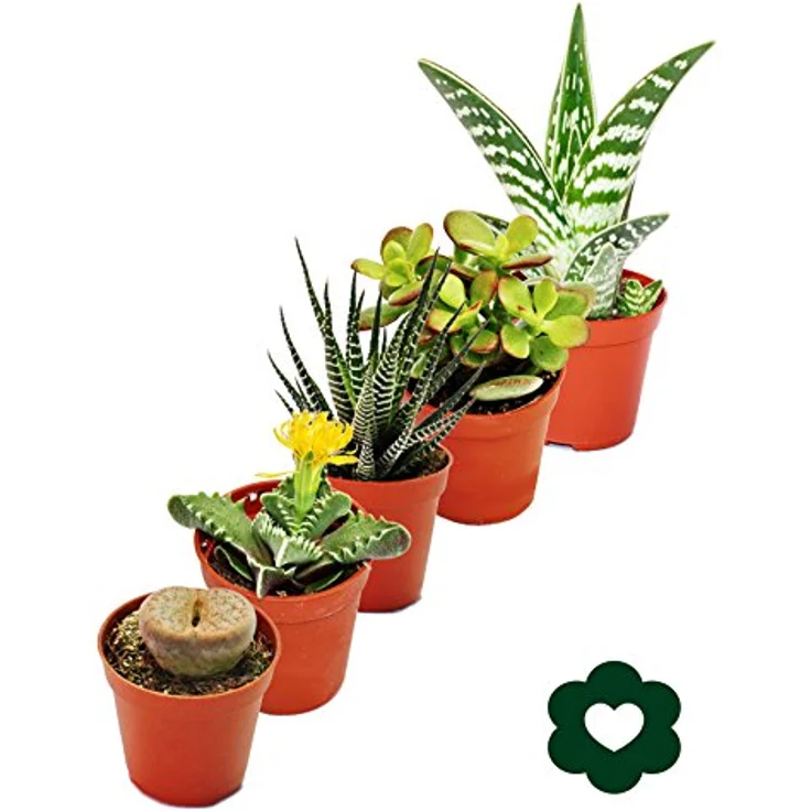 Exotenherz Sukkulenten Set, 5 verschiedene Pflanzen im 5,5 cm Topf, ca. 2 Jahre alt – Bild 2