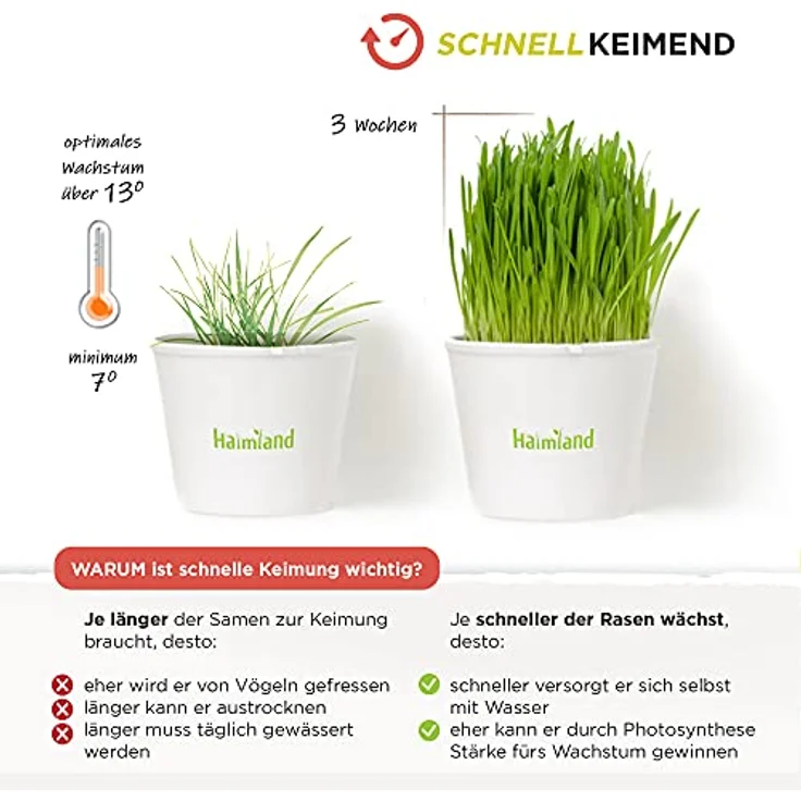 halmland Schattenrasen Samen, schnellkeimend für schattige Flächen, 2,5 kg (70 m²), inklusive Aussaatanleitung, sehr gut getestet – Bild 3