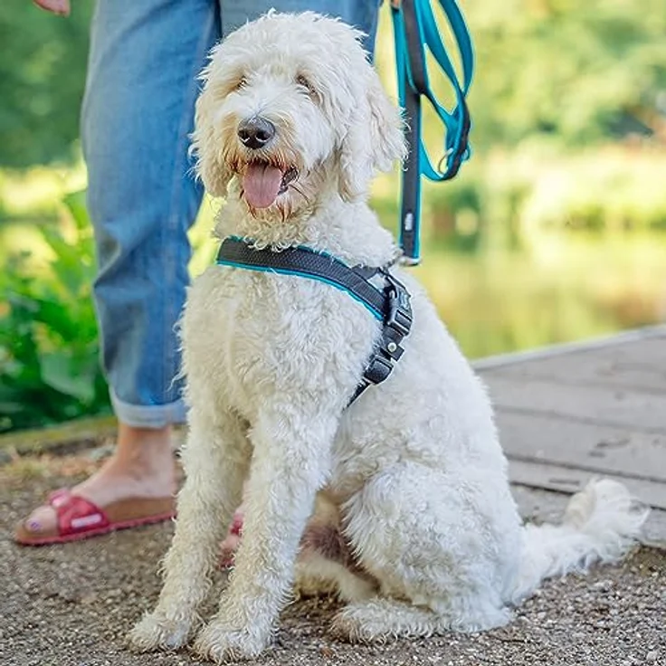 Nobby Norwegergeschirr Mesh Preno, türkis L: 60-76 cm + 46 cm, B: 25/35 mm, 1 Stück – Bild 3