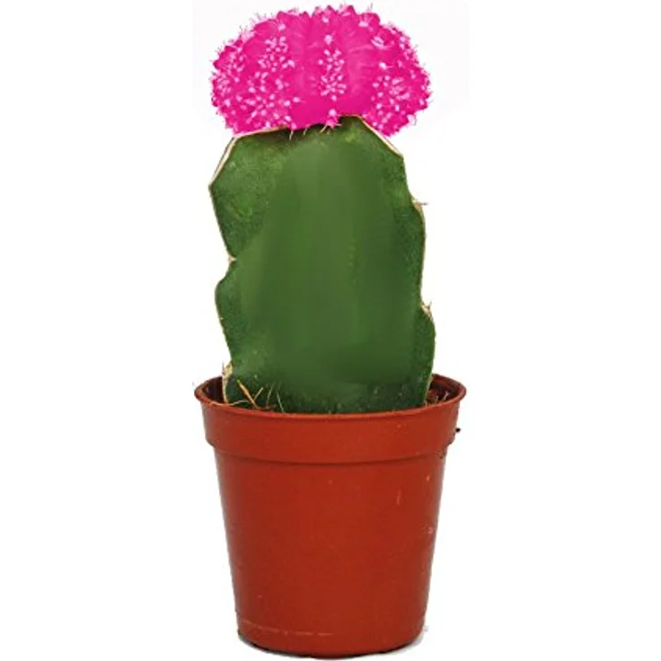 Exotenherz Gymnocalycium Mihanovichii Erdbeerkaktus Rosa, 5,5 cm Topf, circa 8-10 cm hoch, für helle Fensterplätze – Bild 2