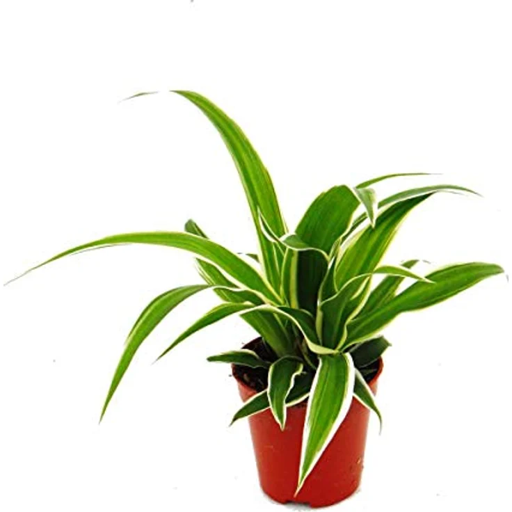 Exotenherz Chlorophytum Mini 3er Set, Zimmerpflanzen mit 6 cm Topfgröße, Grünlilie – Bild 2