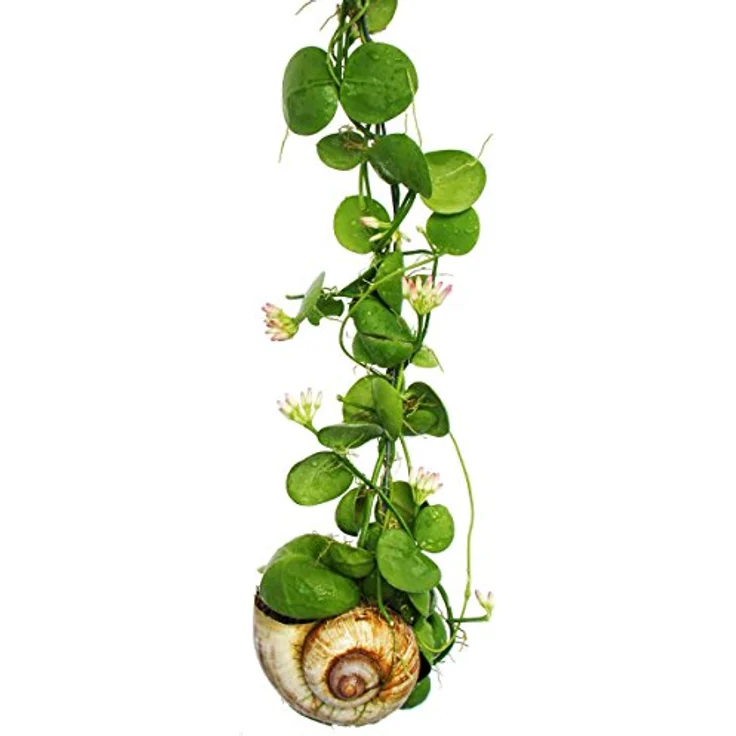 EXOTENHERZ Snaily - Die Schneckenhauspflanze - Dischidia pectenoides - im Acrylglas-Zylinder – Bild 5
