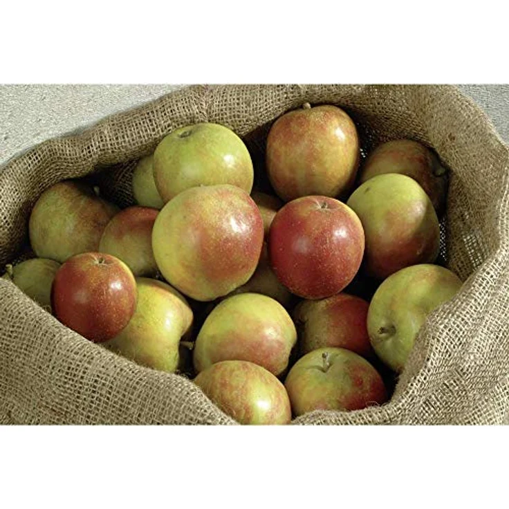 Meister Jutesäcke 105 x 60 cm - 3er Set - 50 kg Traglast - Ökologische Säcke aus Naturfaser - 100 % Jute - Strapazierfähig - Kartoffelsack - Frostschutz - Nikolaussack - Sackhüpfen - 9960920 – Bild 3