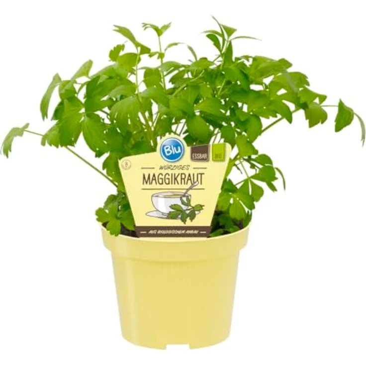 Exotenherz Bio-Maggikraut Liebstöckel, Levisticum Officinale, 12cm Topf, winterharte Kräuterpflanze für Küche und Garten – Bild 1