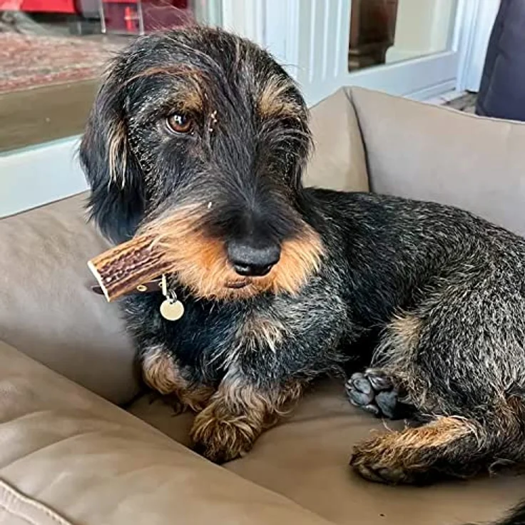 GreenHero Hirschgeweih Kausnack Größe L - 14 cm natürlicher und nachhaltiger Kauknochen aus Hirsch-Geweih für Hunde langlebig zur Unterstützung von Kiefer und Zähnen hypoallergener Hirsch Geweih – Bild 5