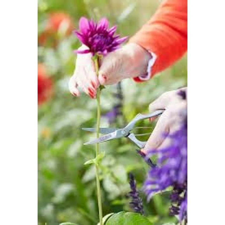 Sophie Conran Präzisions-Gartenschere – Bild 4
